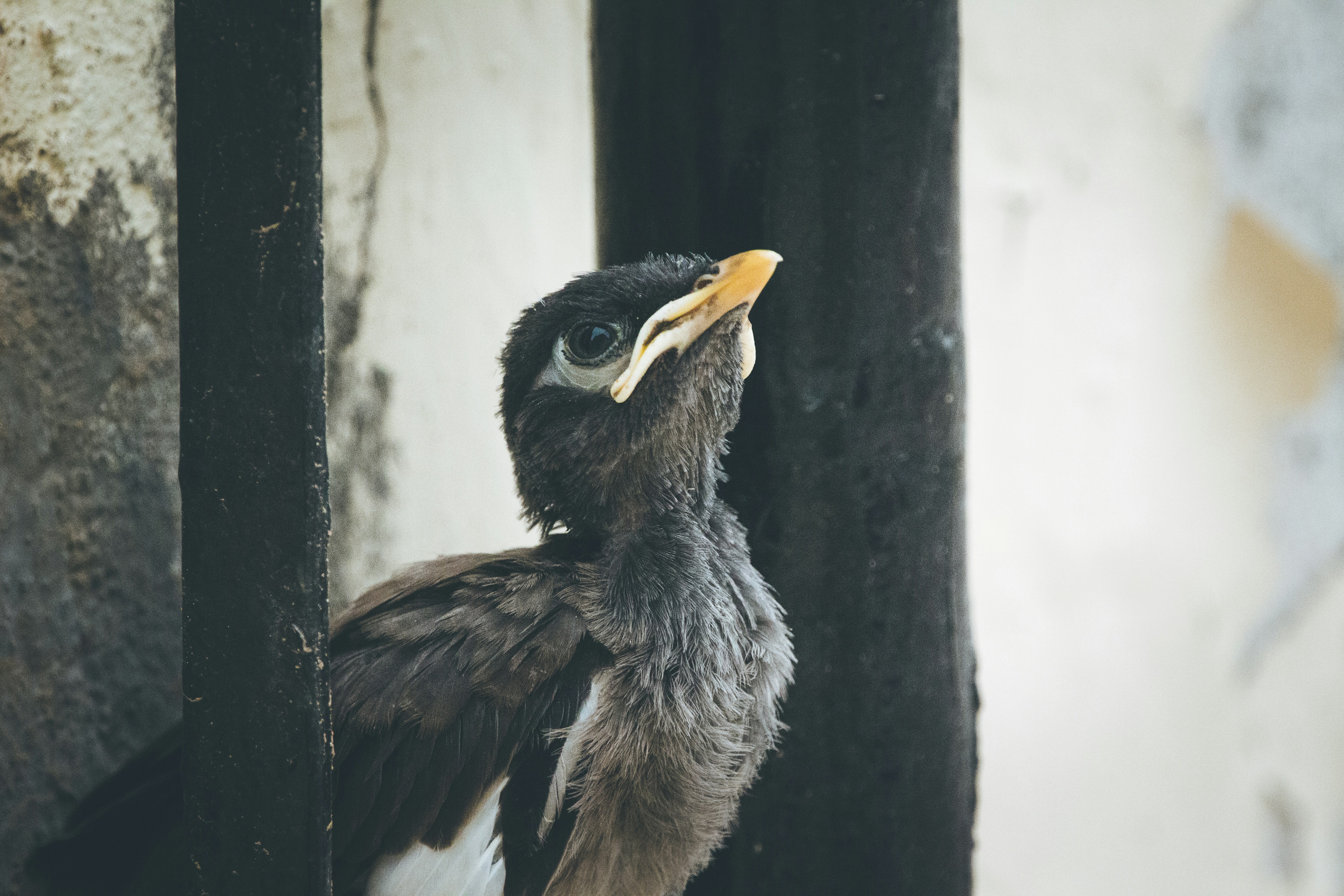 A young Mynah