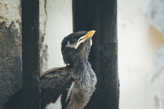 black and white bird in Gandhinagar India