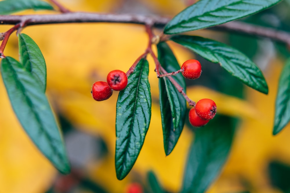 red berries