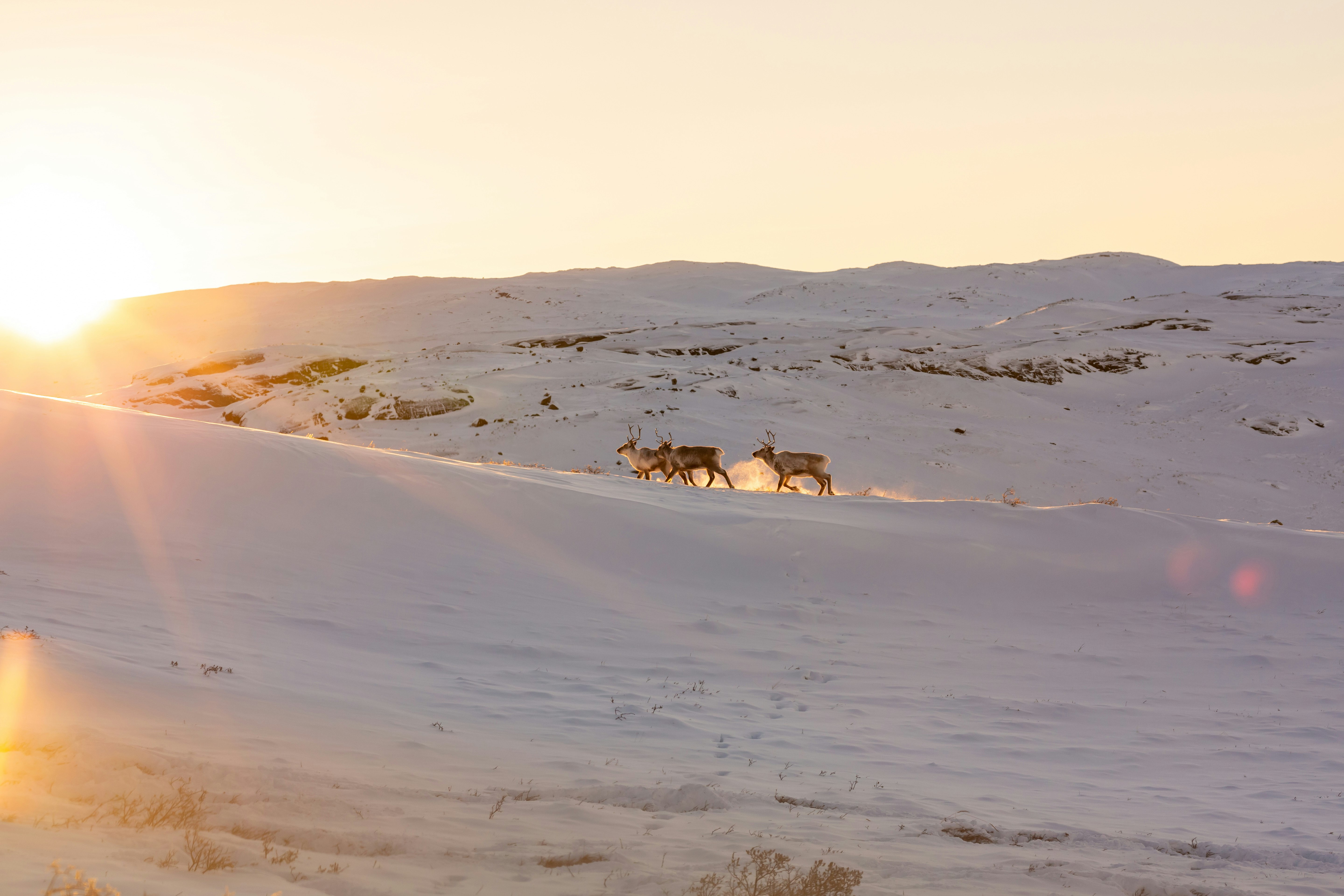 animals walking on desert