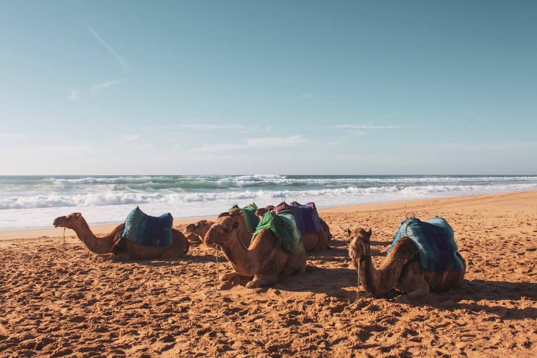 camel on seashore