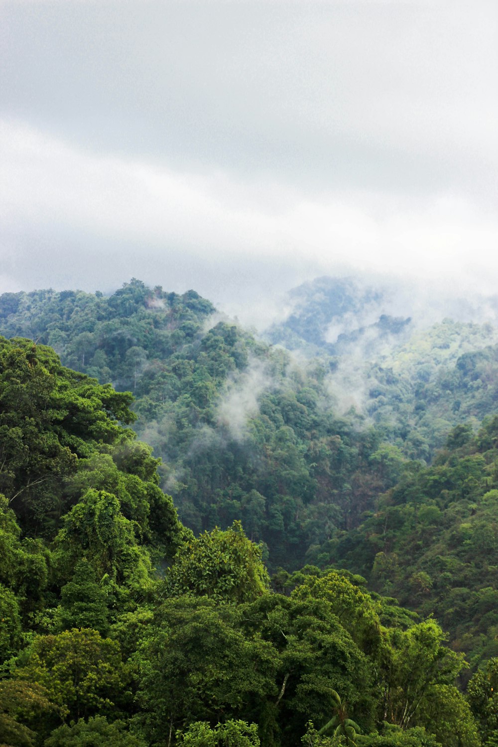 green trees during daytime