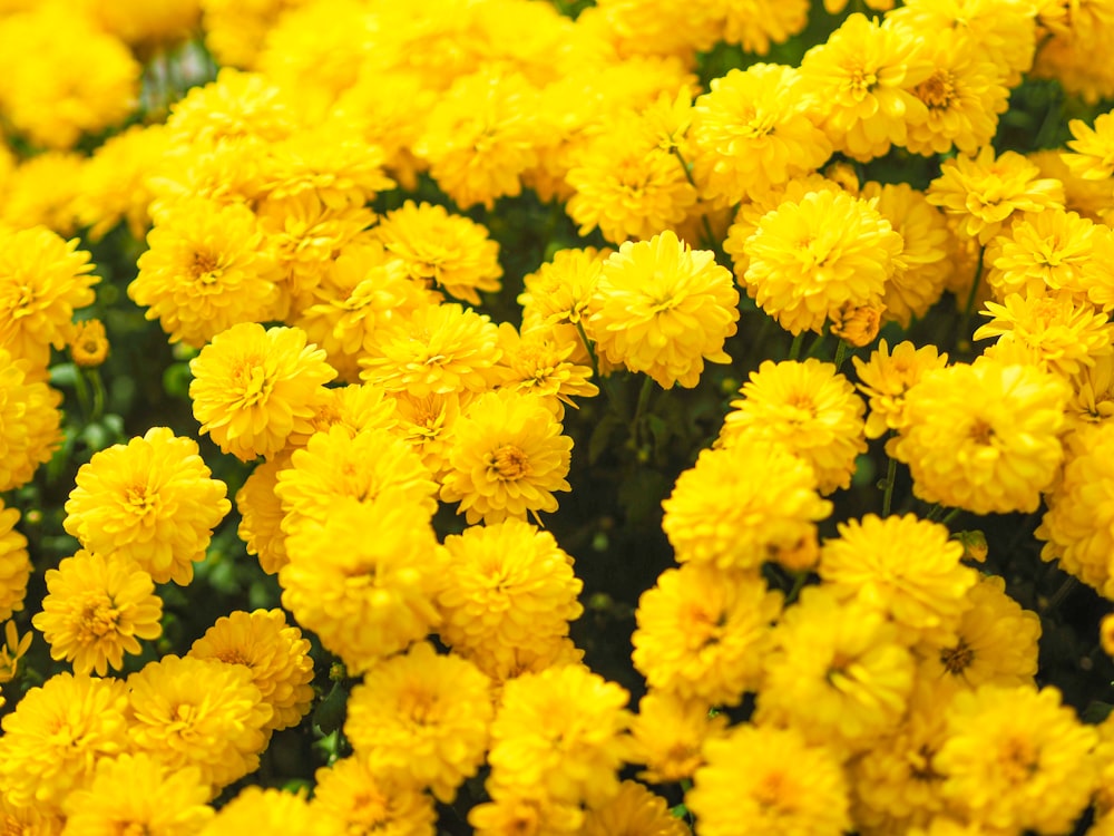 photo de fleurs jaunes