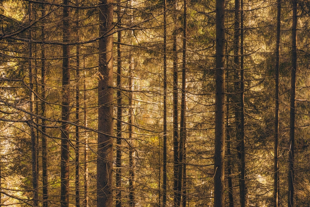 tall brown trees during daytime