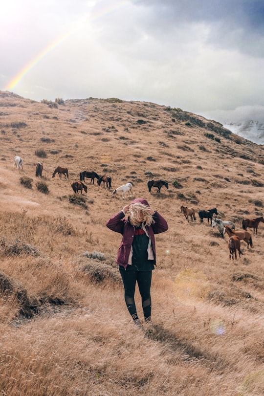 woman on hill beside horses in Torres del Paine Chile