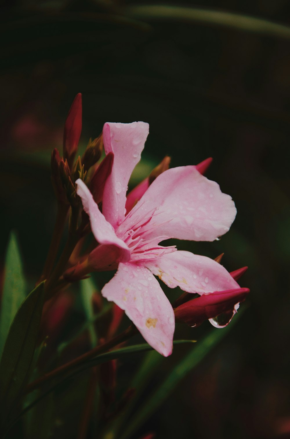 pink flower in bloom