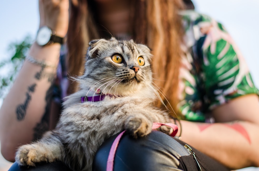 brown tabby cat on woman's lap