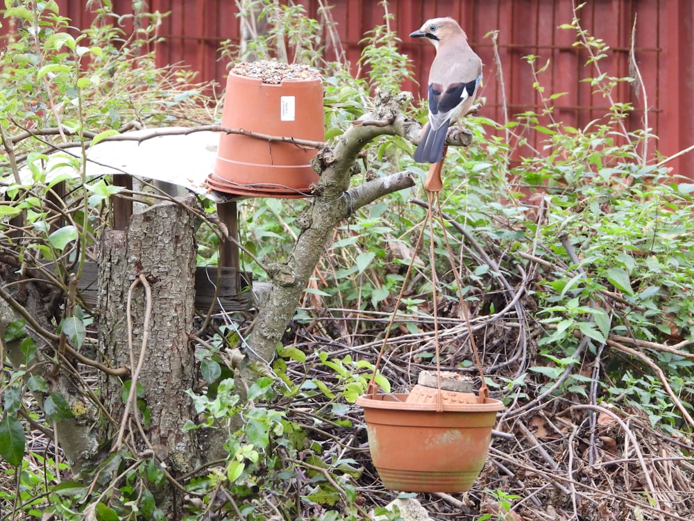 brown clay pots