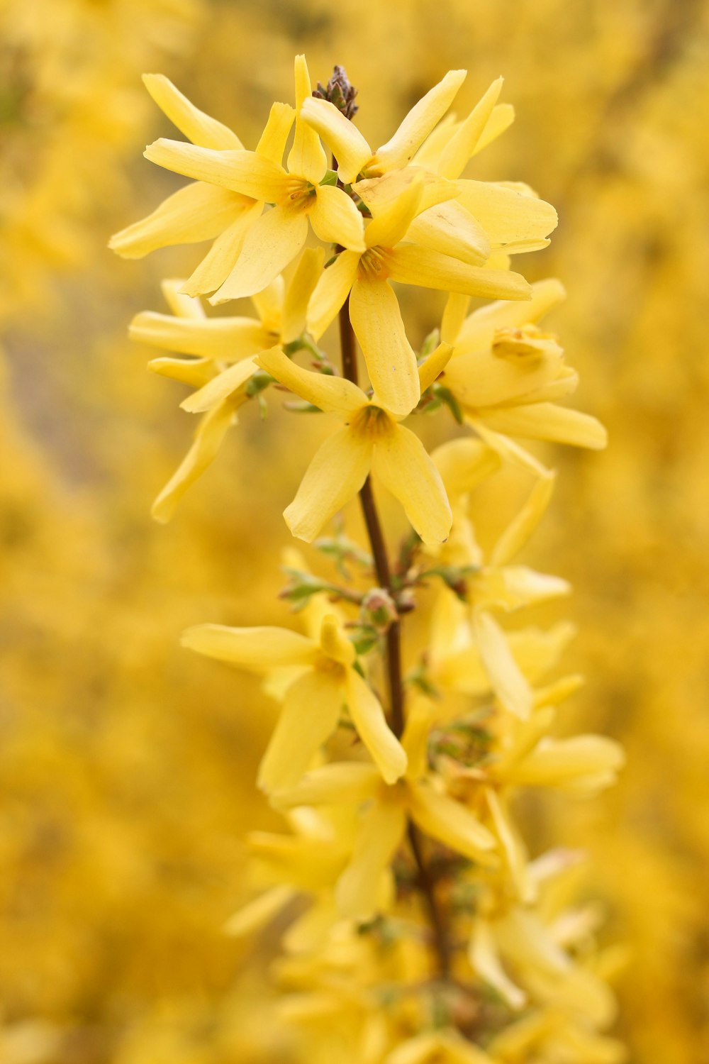 yellow-petaled flowers