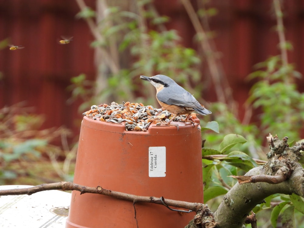gray bird on pot
