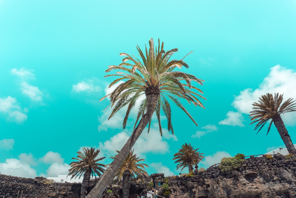 coconut tree under blue sky