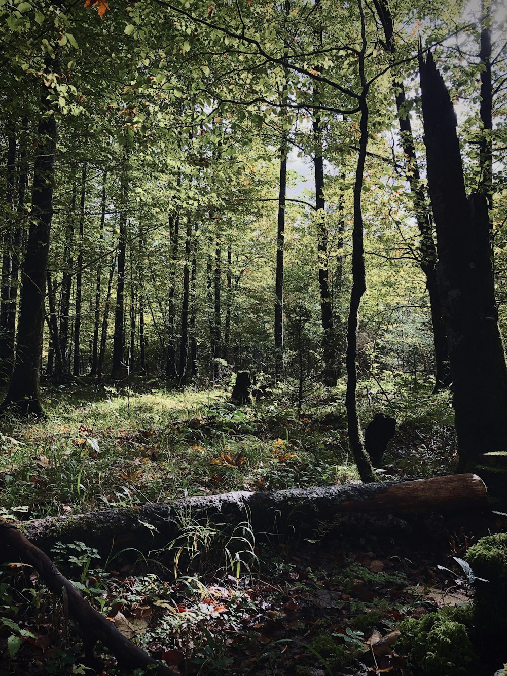 green leafed trees