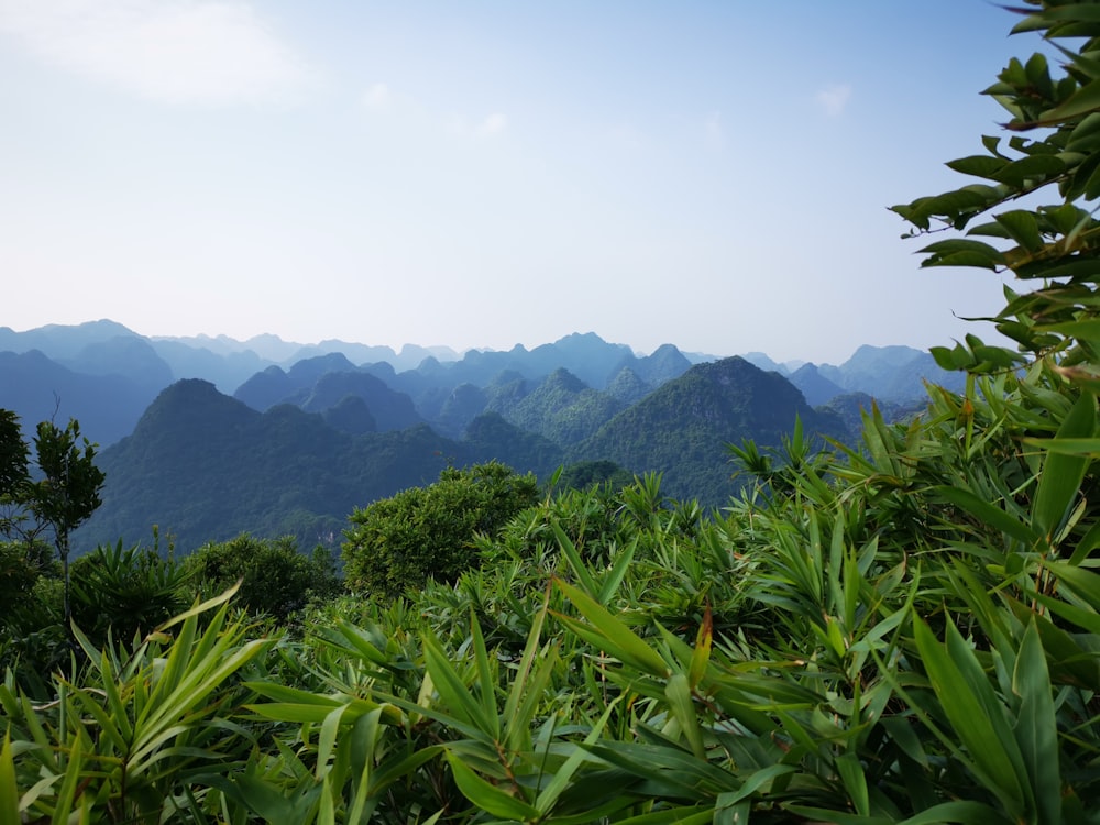 green trees on hill