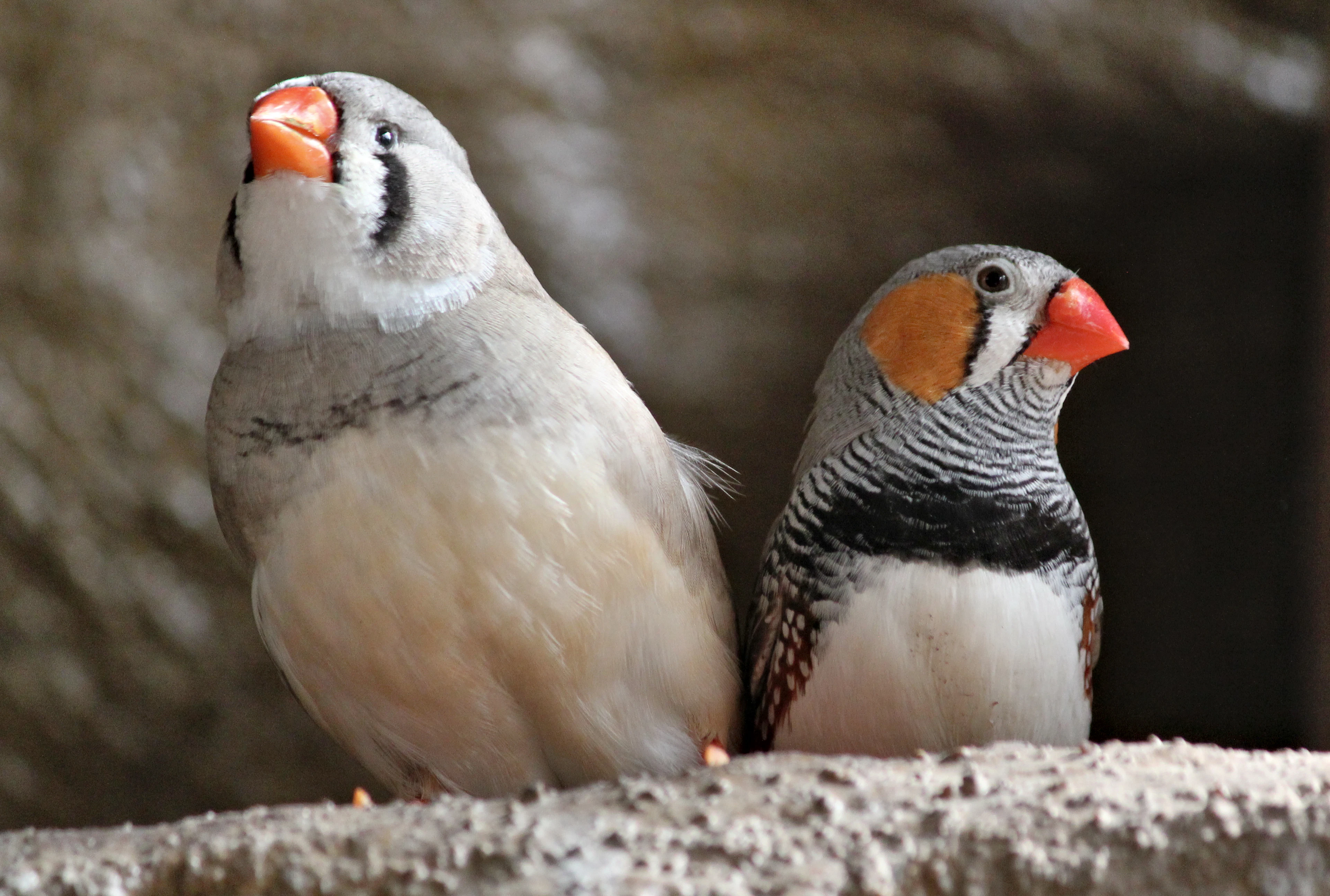 Two zebra finches with orange beaks perched together