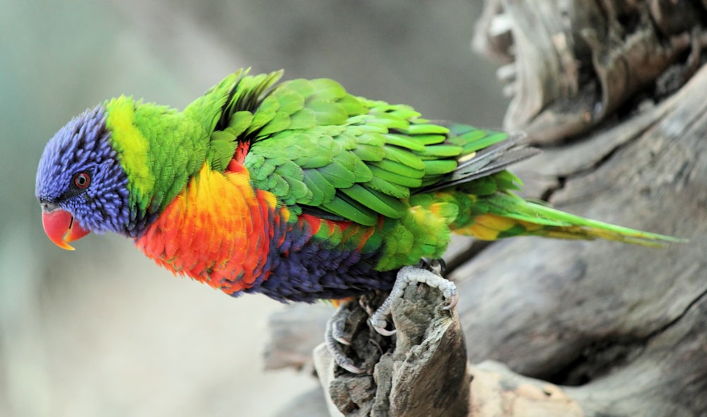 green, blue, and orange parrot