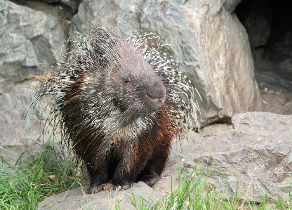 new world porcupine