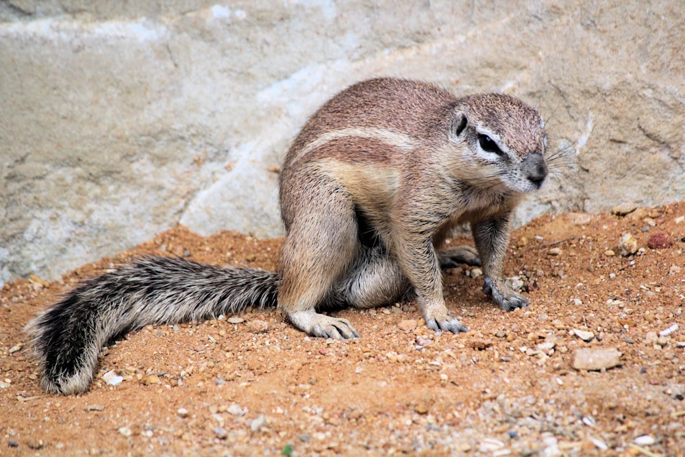 brown and black squirrel