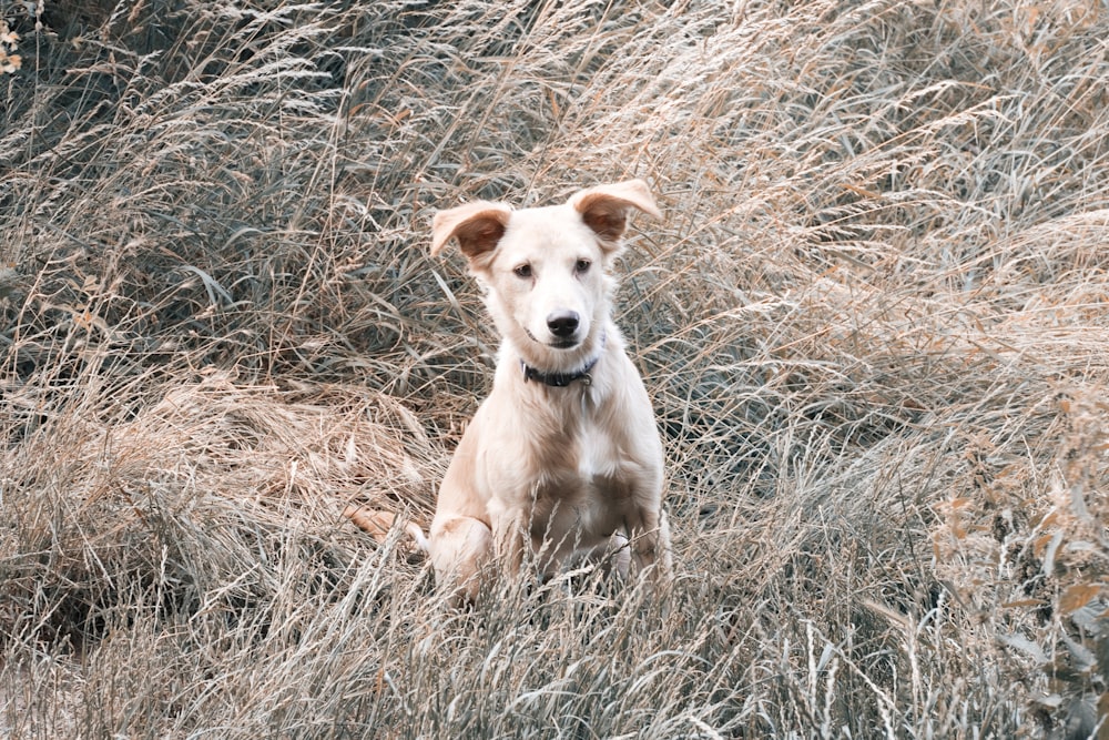 beige puppy on grass field