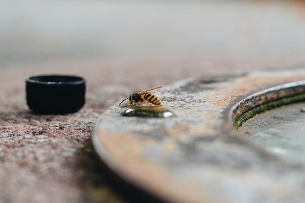 hornet near on metal ring