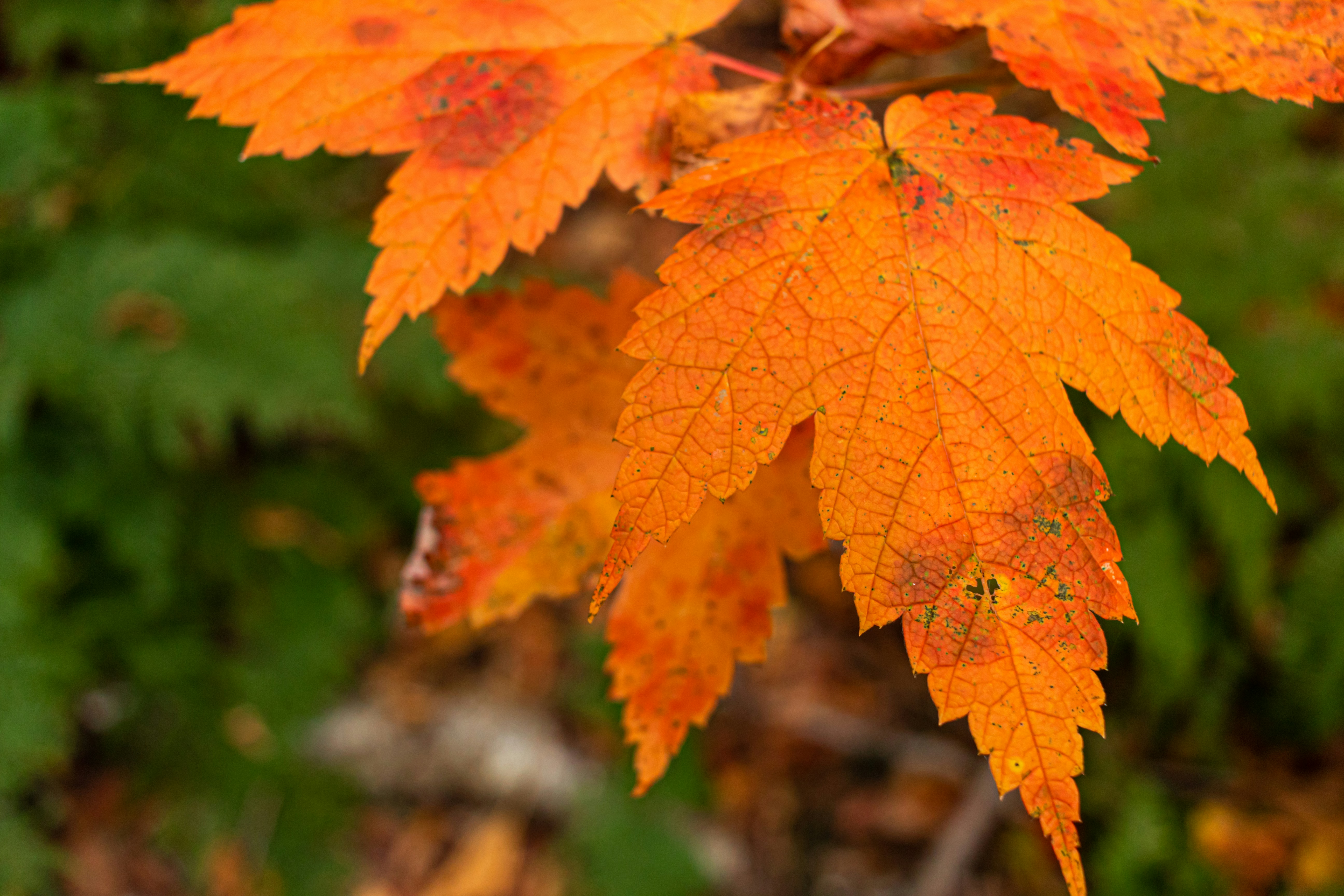 Photo by oliver_fetter