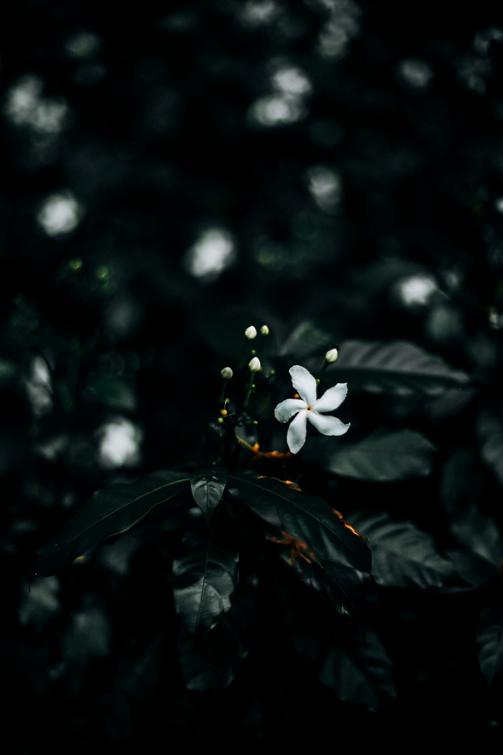 흰 꽃의 얕은 초점 사진