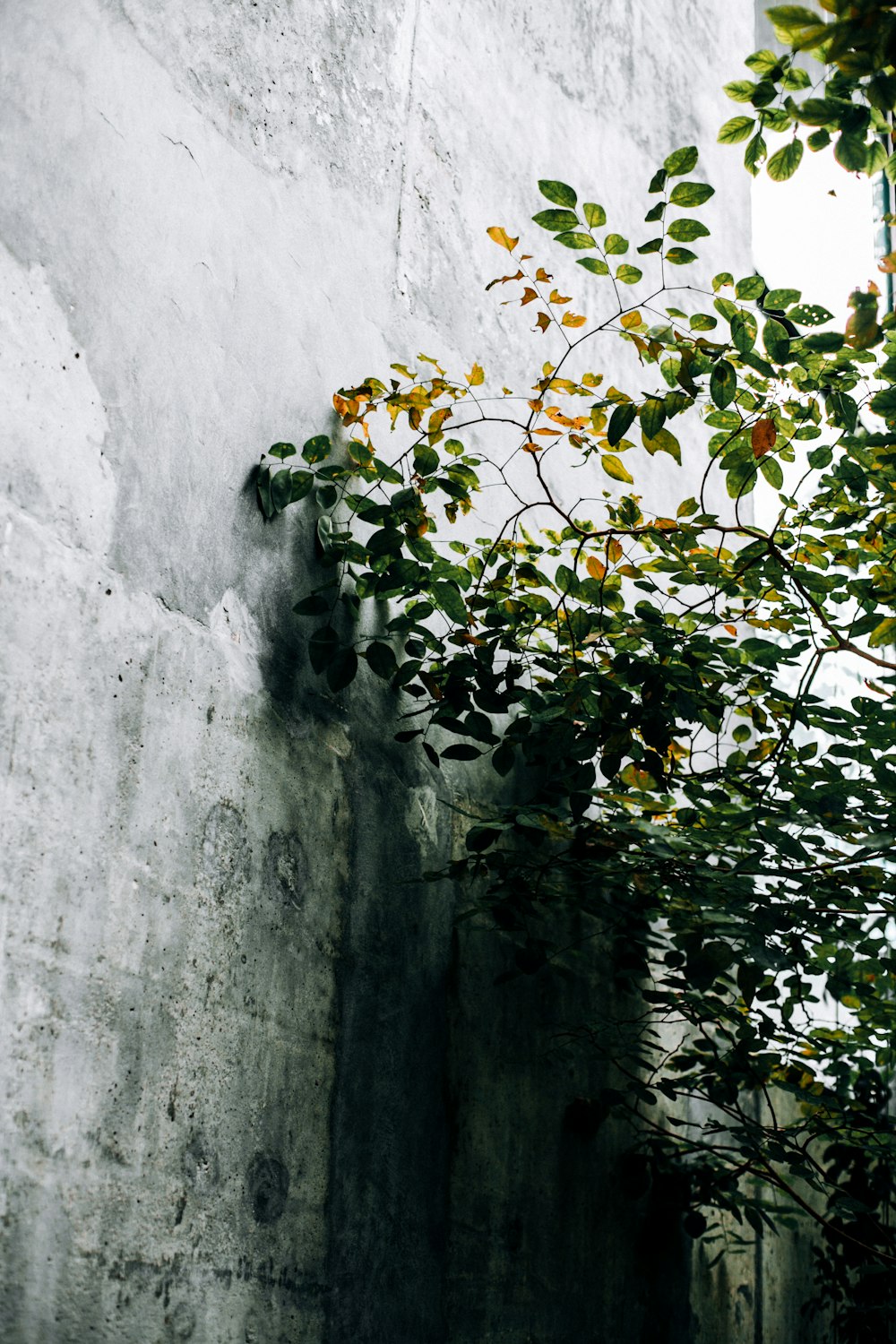 árbol de hojas verdes cerca de la pared