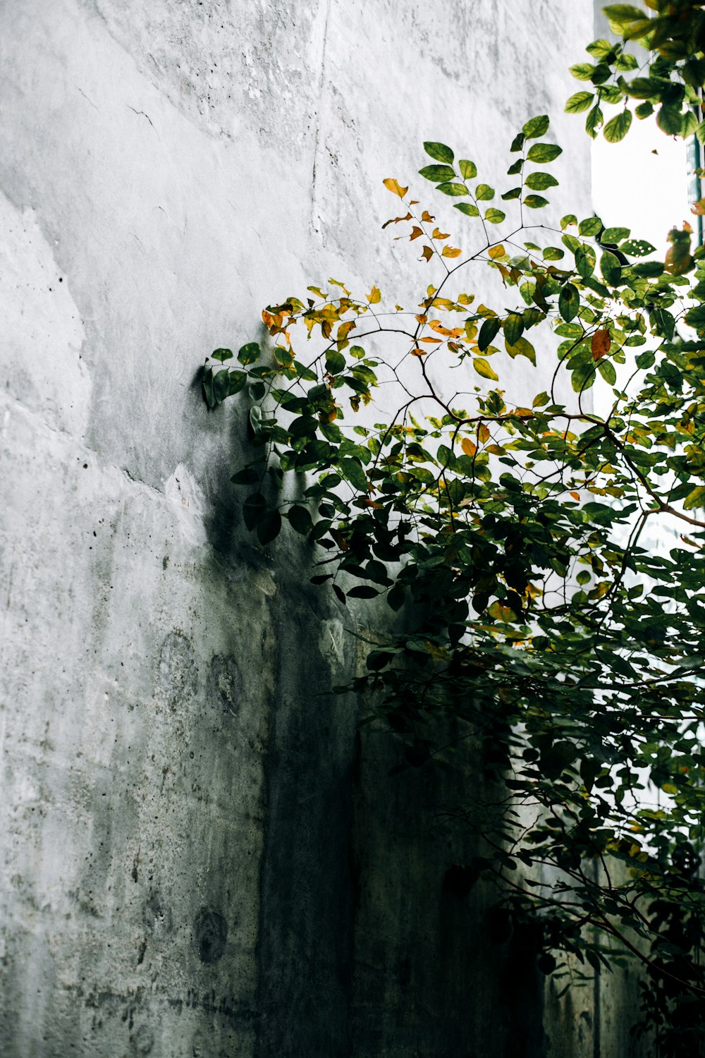 green-leafed tree near wall