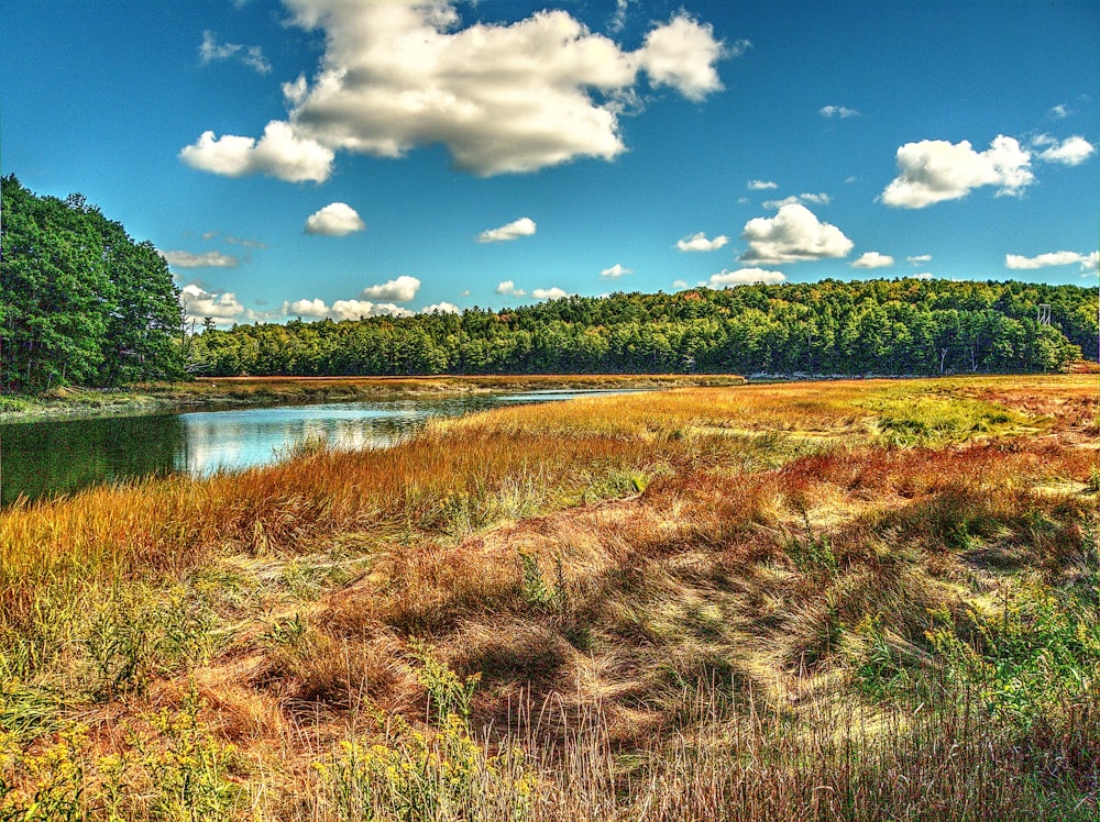 brown grass under blue sky