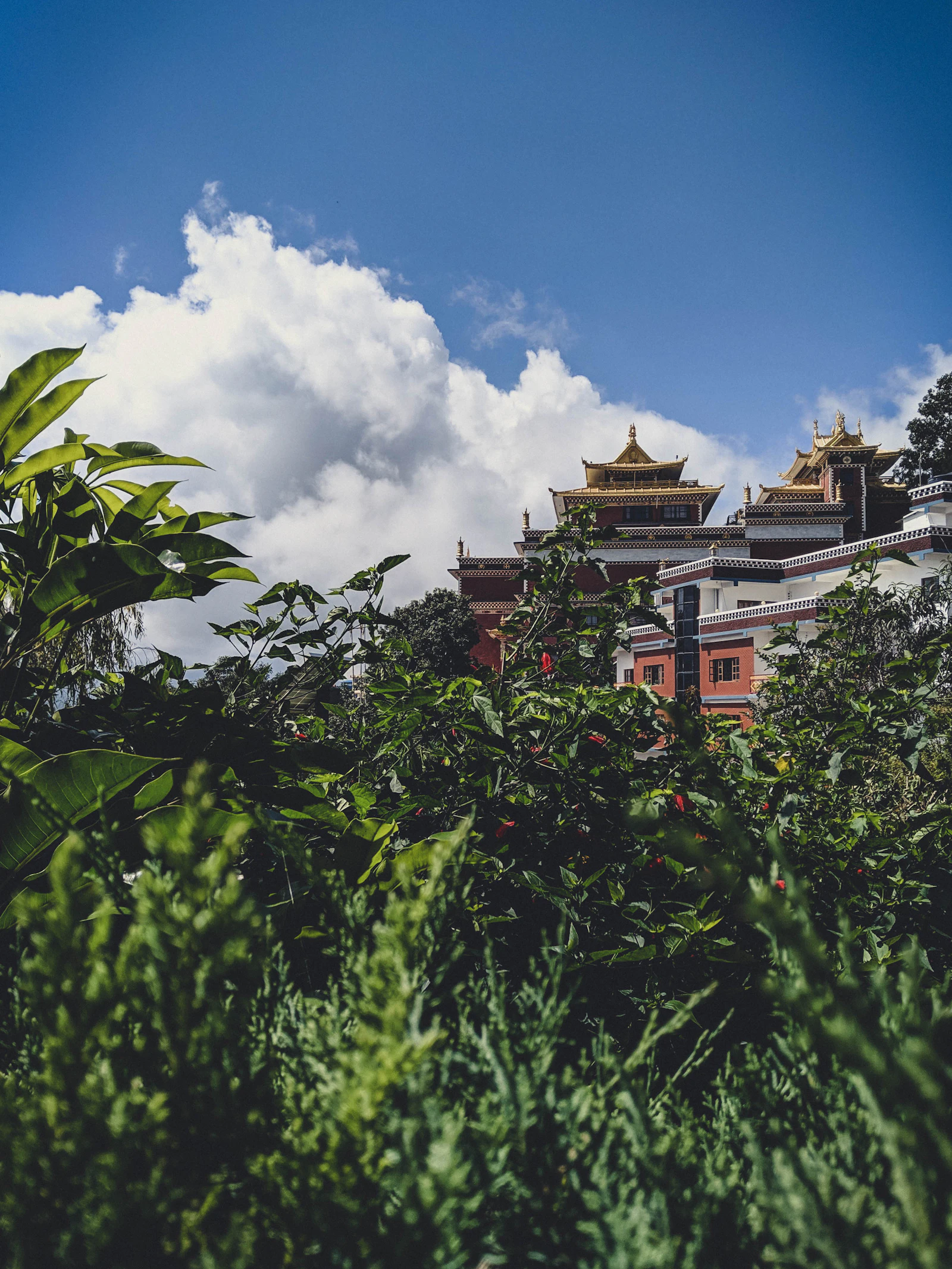 The gilded roofs of Thrangu Tashi Yangtse monastery at Namo Buddha rising above green shrubs under white cloud