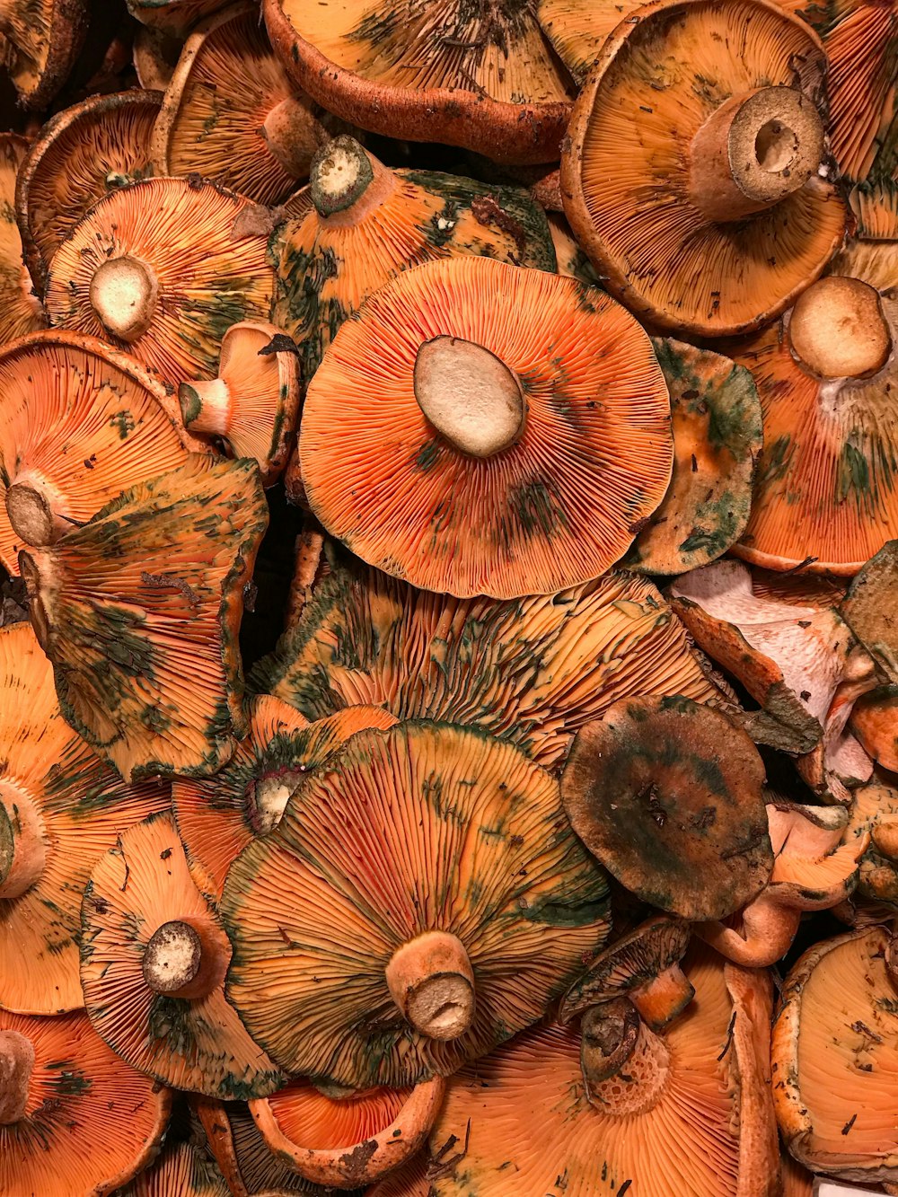 dried mushrooms