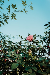 L'hypersensible, La Personnalité toxique, et la Médecine de la Rose