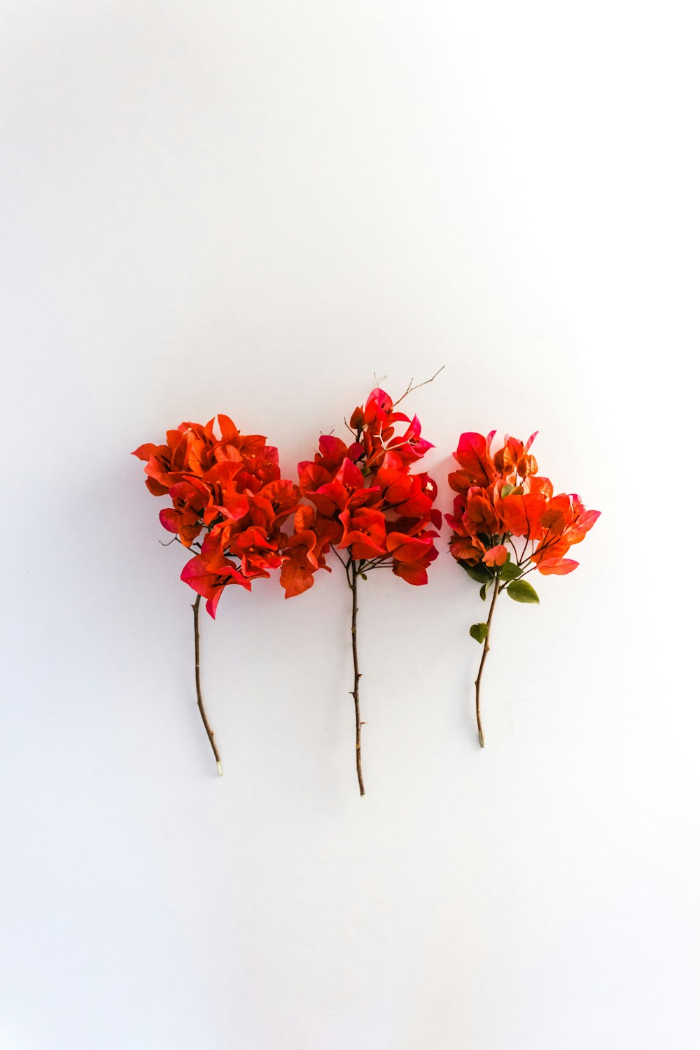 three red-petaled flowers