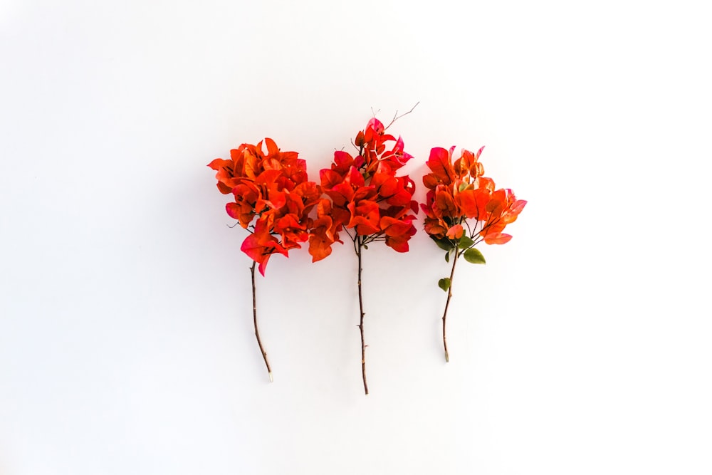 three red-petaled flowers