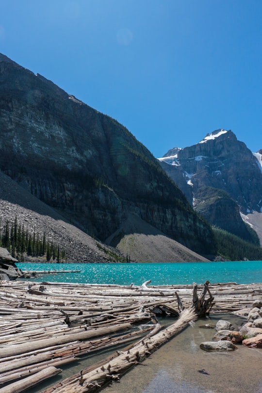trees on shore during day in Moraine Lake Canada