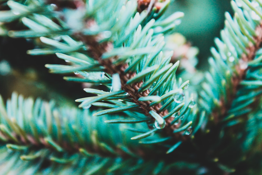 green-leafed plant