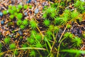 A cluster of small, spiky green plants located on a forest floor. The greenery contrasts with the brown background, which consists of soil mixed with twigs and fallen leaves. The image captures the intricacy and delicacy of the plant life in natural surroundings, suggesting a lush and thriving ecosystem.