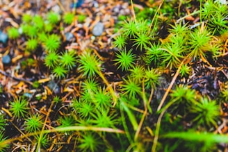 A cluster of small, spiky green plants located on a forest floor. The greenery contrasts with the brown background, which consists of soil mixed with twigs and fallen leaves. The image captures the intricacy and delicacy of the plant life in natural surroundings, suggesting a lush and thriving ecosystem.
