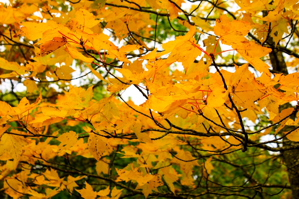 yellow-leaved tree