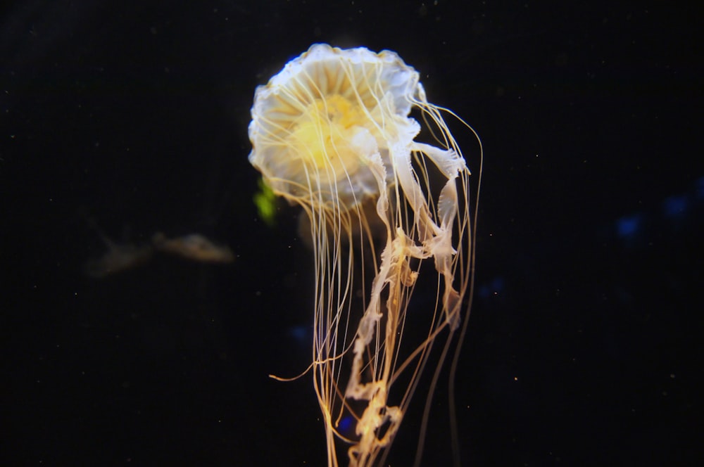 Fotografía de primer plano de medusas blancas y amarillas
