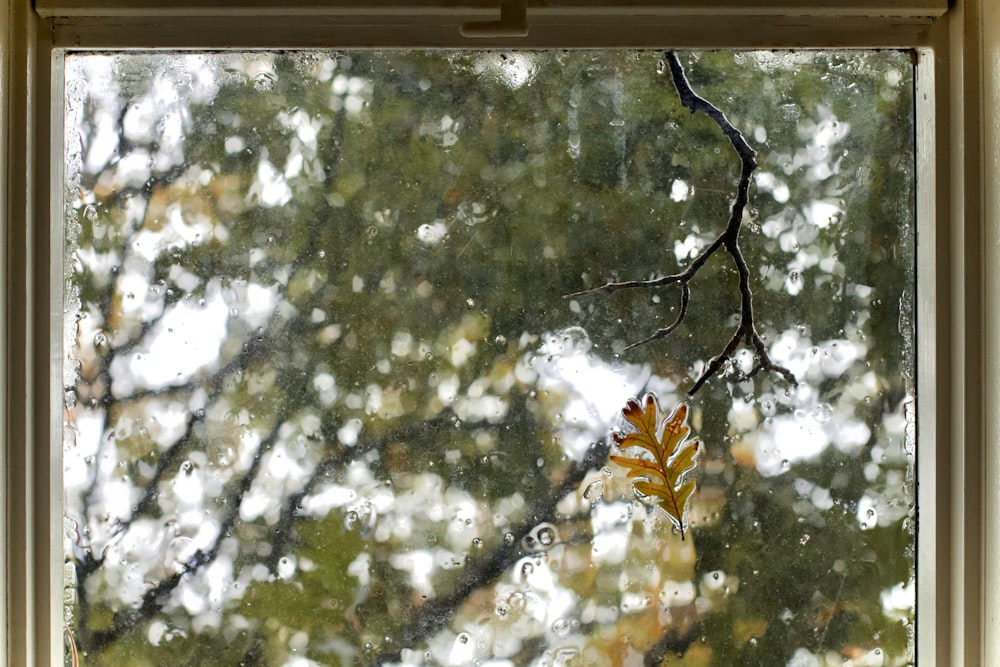 glass window with tree view during day