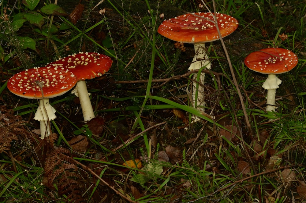 red mushrooms on grass field