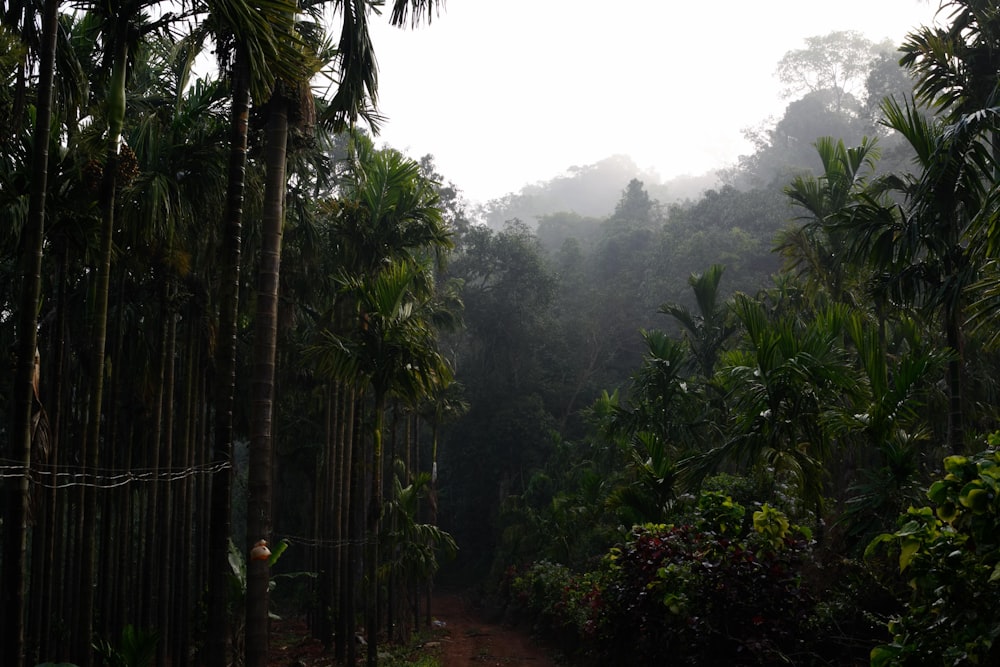 forest during day