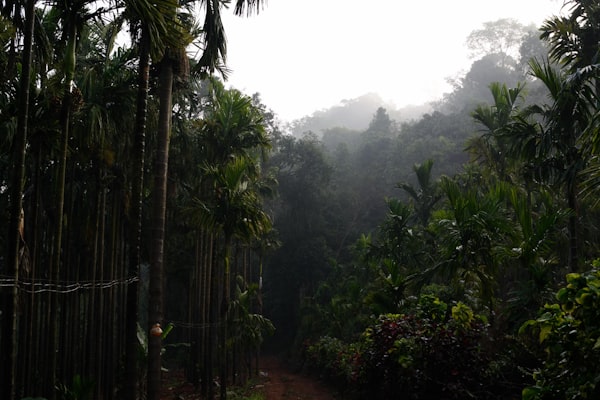 Coffee plantation