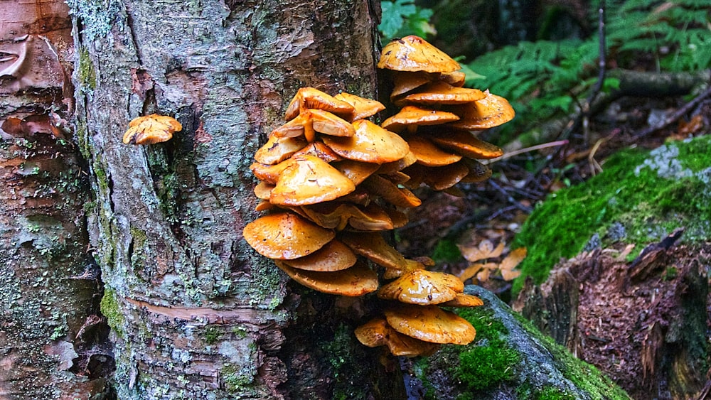 brown mushrooms