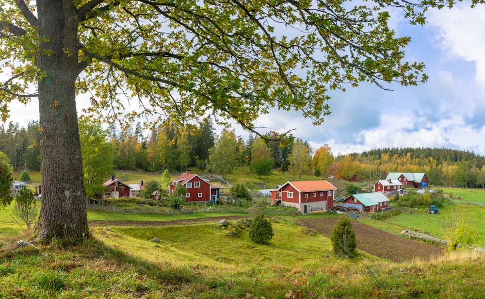 houses on grass field near forest