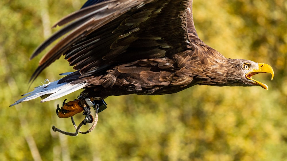 Fotografia a fuoco selettiva di aquila marrone e bianca in volo durante il giorno