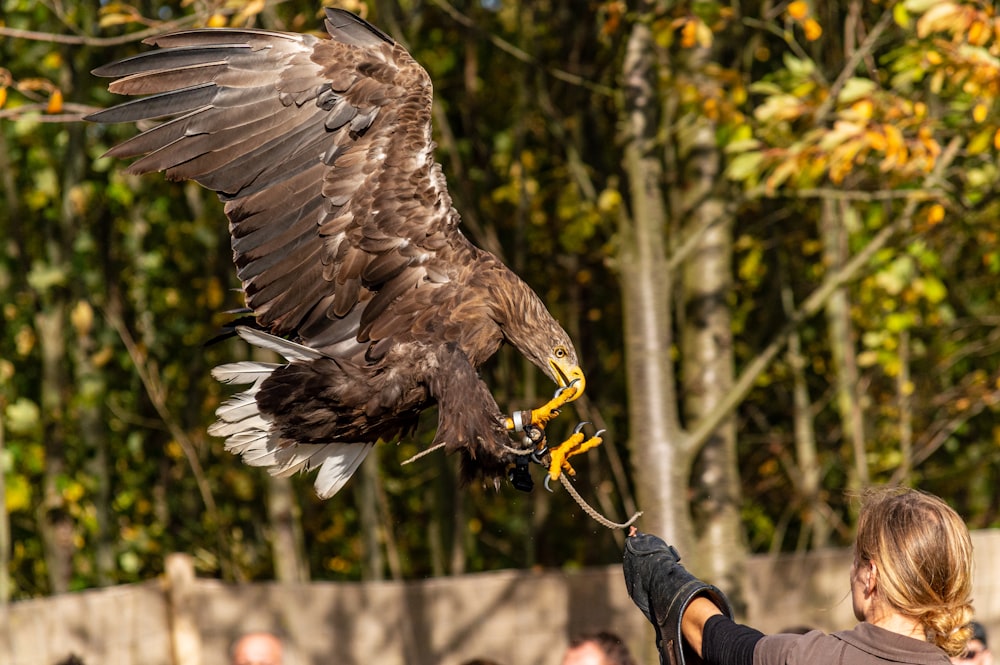 aquila che vola vicino alla donna