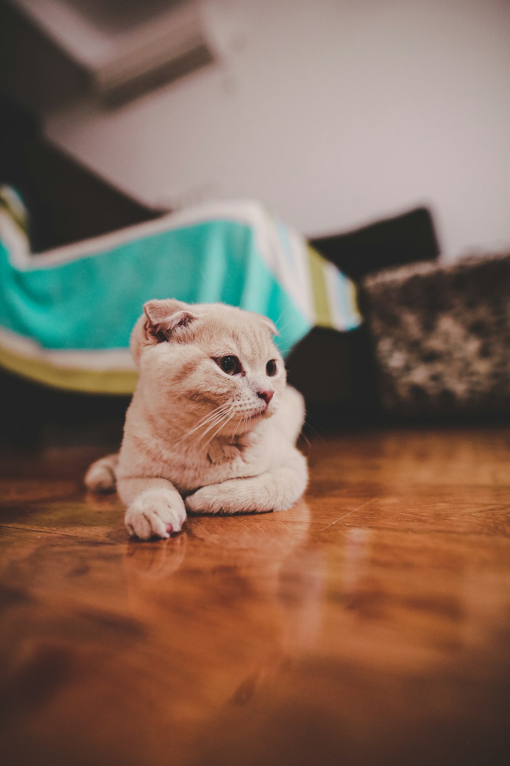 Short Haired White Cat Photo Free Kitten Image On Unsplash