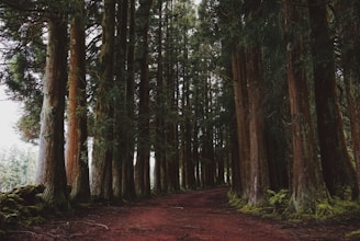 dirt road in redwoods forest