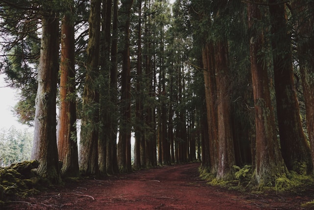 dirt road in redwoods forest